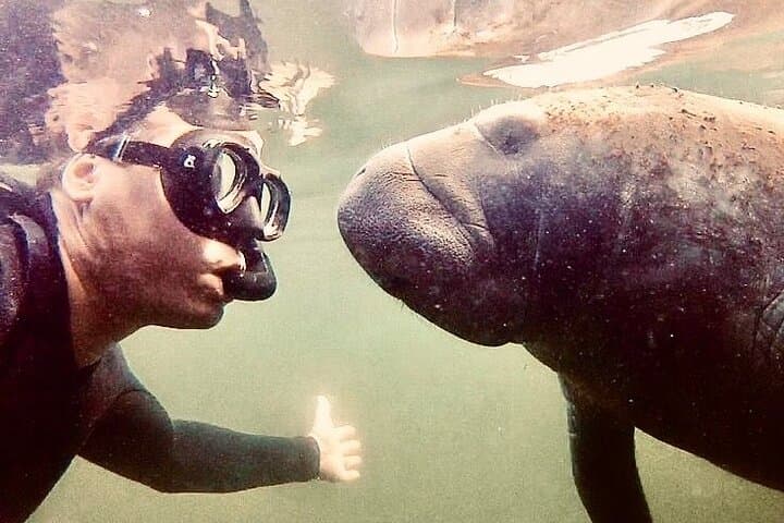 Crystal River Manatee Snorkel Tour — Swim with Florida's Sea Cows photo 2