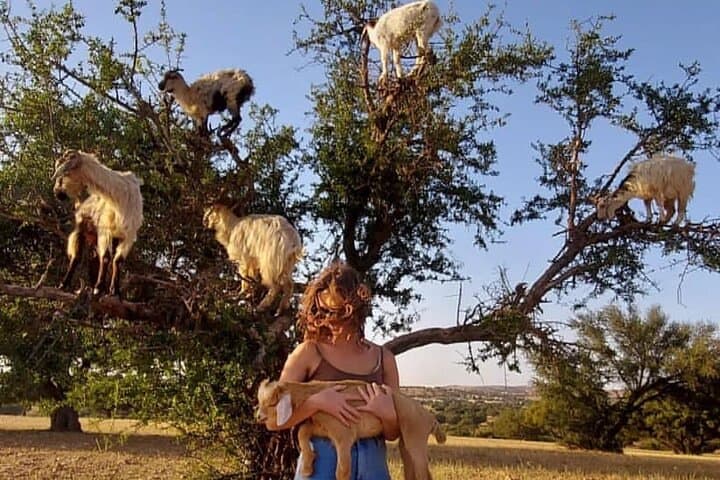 Agadir to Massa & Tiznit: Full-Day Birdlife, Berber Lunch and Mini Sahara Tour photo 3