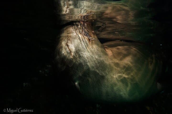 Private Espiritu Santo Island Snorkel with Sea Lions from La Paz photo 2
