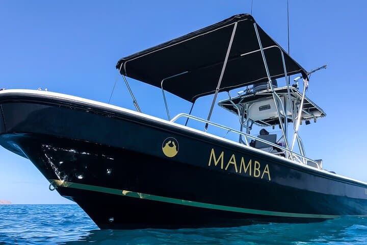 Private Espiritu Santo Island Snorkel with Sea Lions from La Paz photo 3