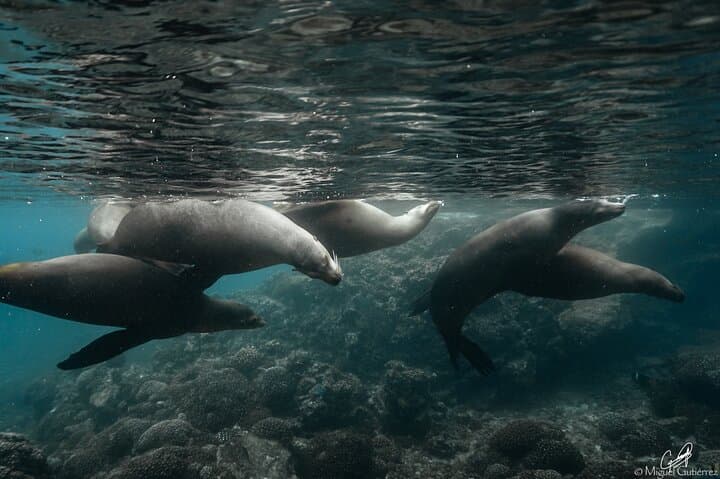 Private Espiritu Santo Island Snorkel with Sea Lions from La Paz photo 6