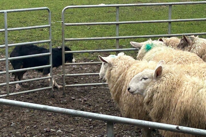 Dublin Countryside Sheepdog Demo and City Highlights: One-Day Combo Tour photo 4