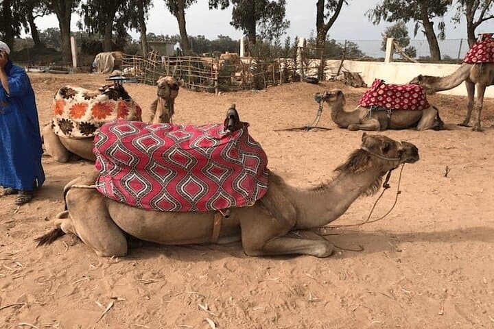 Camel Ride Along the Souss River: 2-Hour Agadir Ranch Experience photo 5