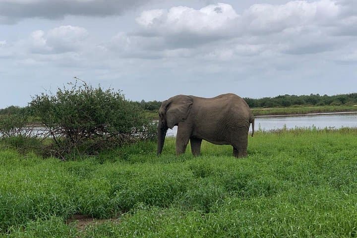 Flying Safari from Zanzibar to Saadani & Nyerere: Coastal Game Drives and River Boat Safaris photo 2