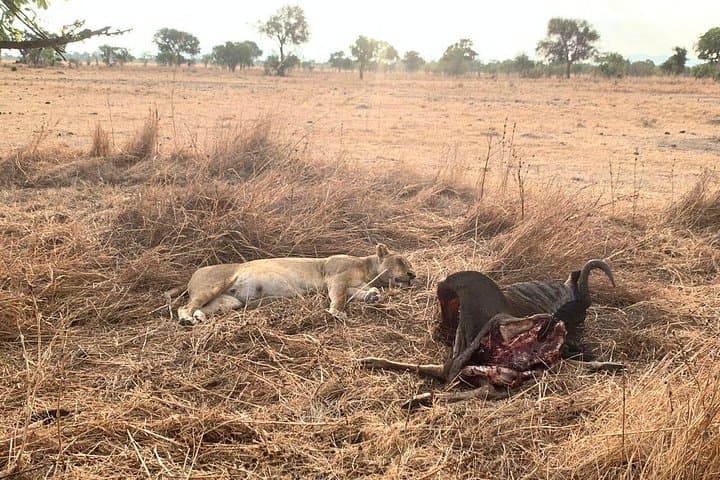 Flying Safari from Zanzibar to Saadani & Nyerere: Coastal Game Drives and River Boat Safaris