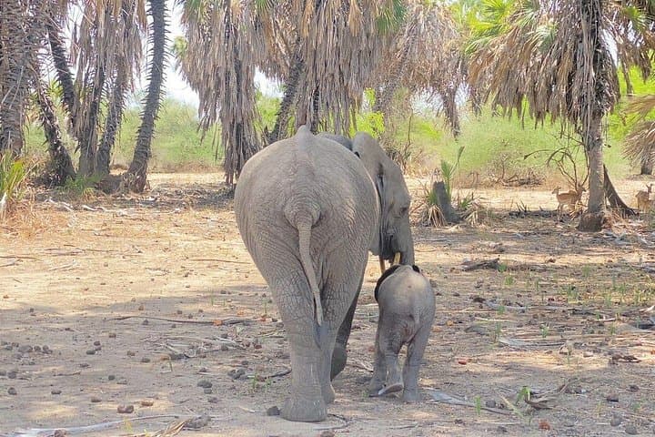Flying Safari from Zanzibar to Saadani & Nyerere: Coastal Game Drives and River Boat Safaris photo 3