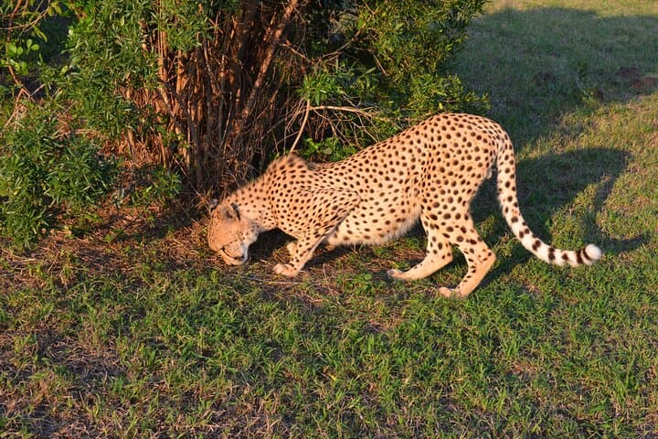 Emdoneni Wild Cat Project Day Tour from Richards Bay — Hluhluwe Wild Cat Encounters photo 3