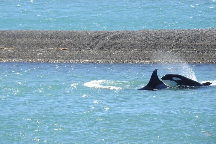Orcas Private Tour Puerto Madryn — Punta Norte & Caleta Valdés Orca Vigil photo 3