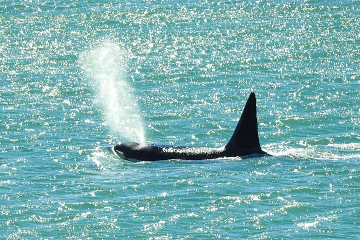 Orcas Private Tour Puerto Madryn — Punta Norte & Caleta Valdés Orca Vigil photo 4