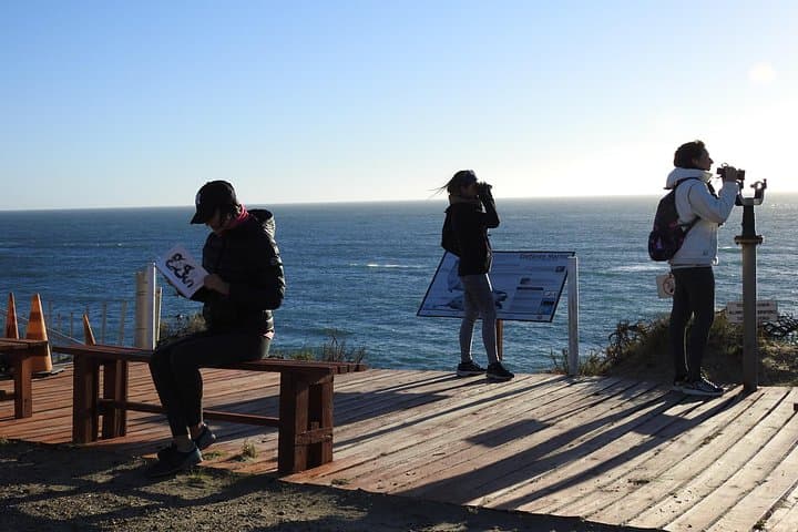 Orcas Private Tour Puerto Madryn — Punta Norte & Caleta Valdés Orca Vigil photo 2