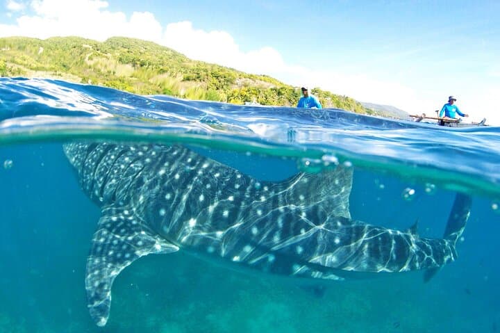 Whale Shark Swim, Kawasan Canyoneering & Sardine Run Day Tour (Oslob–Badian–Moalboal)