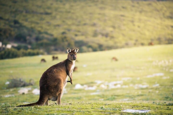 Three Days on Kangaroo Island