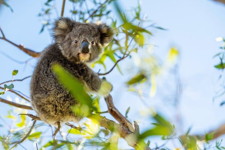 3-Day Kangaroo Island Adventure: Hikes, Wildlife, and Swag Camping from Adelaide photo 4