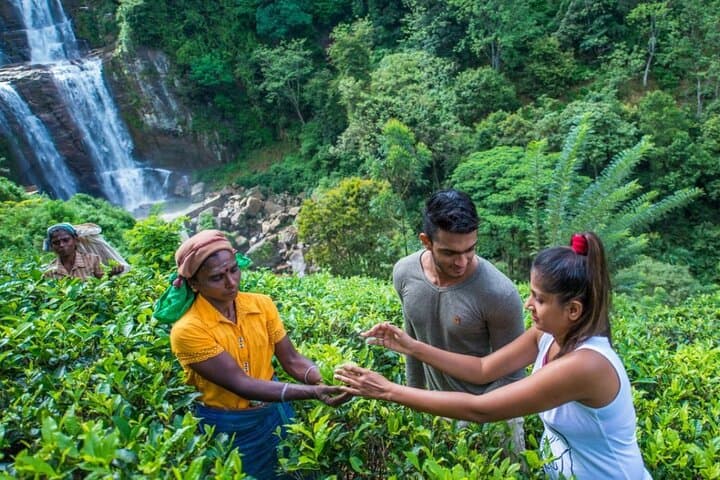 Nuwara Eliya Highlights: Ramboda Falls, Pedro Tea & Scenic Train Ride photo 4