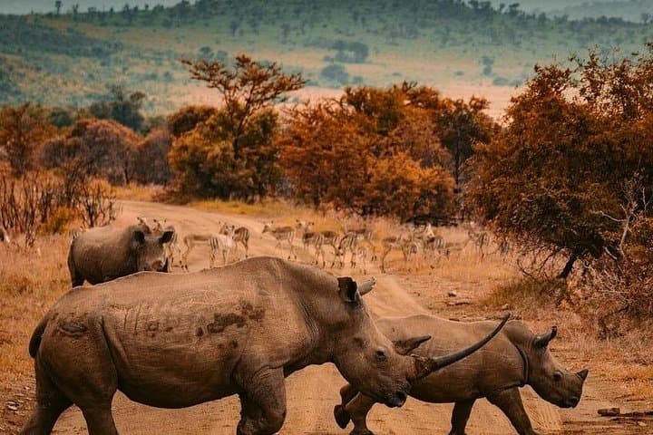 One-Day Mikumi Safari from Zanzibar — Full-Day Game Drive & Hippo Ponds photo 2