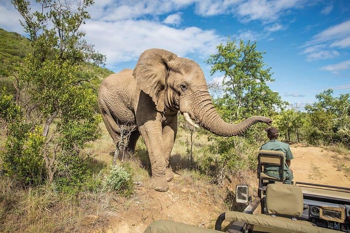 One-Day Mikumi Safari from Zanzibar — Full-Day Game Drive & Hippo Ponds