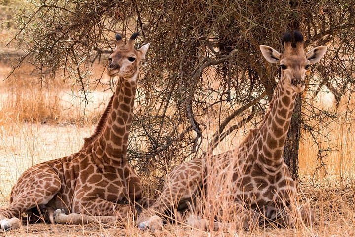 One-Day Mikumi Safari from Zanzibar — Full-Day Game Drive & Hippo Ponds photo 4