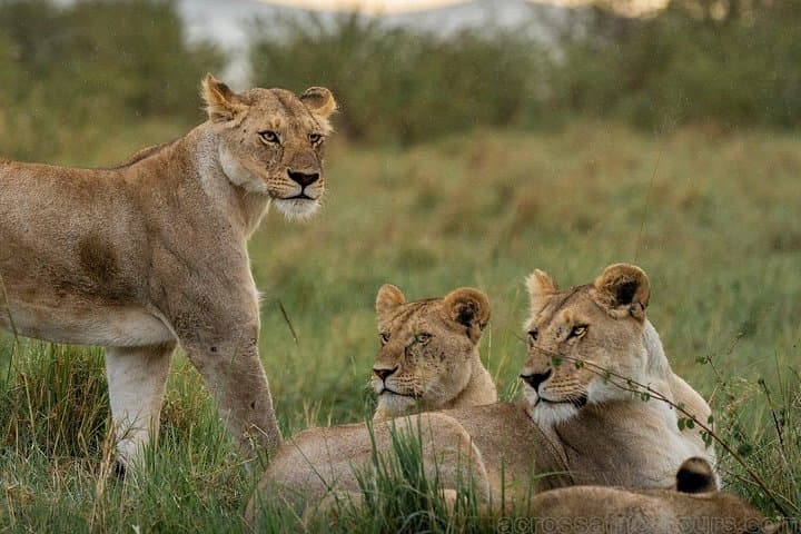 11-Day Kenya Safari: Samburu, Aberdare & Maasai Mara Adventure photo 1