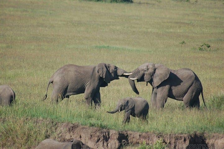 11-Day Kenya Safari: Samburu, Aberdare & Maasai Mara Adventure photo 2