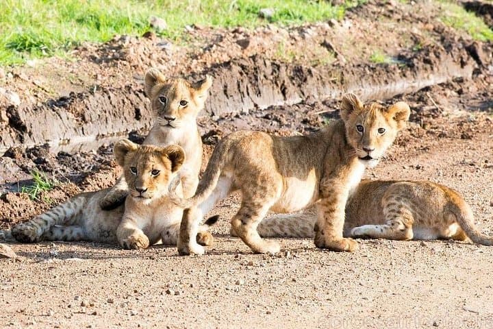 11-Day Kenya Safari: Samburu, Aberdare & Maasai Mara Adventure photo 3