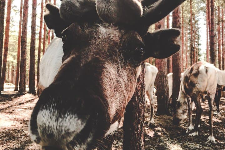 Meet Lapland's Reindeer: Summer Farm Experience Near Rovaniemi photo 2