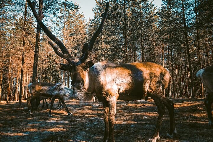 Meet Lapland's Reindeer: Summer Farm Experience Near Rovaniemi