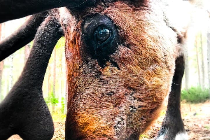 Meet Lapland's Reindeer: Summer Farm Experience Near Rovaniemi photo 4
