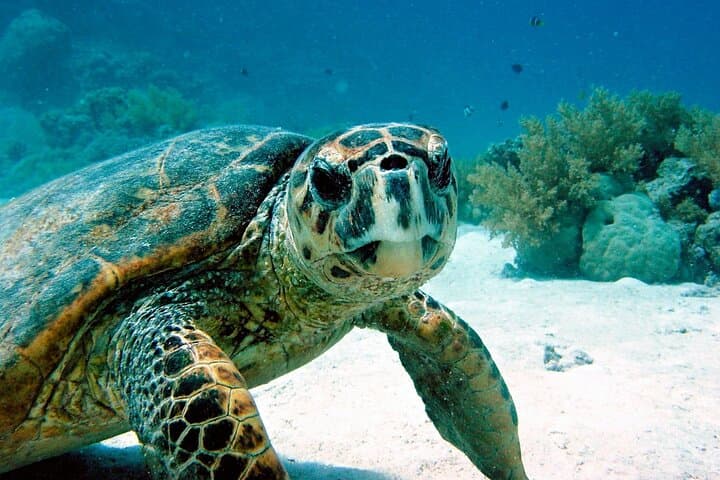 Snorkel with Turtles and Swim a Cenote — Half-Day Riviera Maya Adventure photo 3