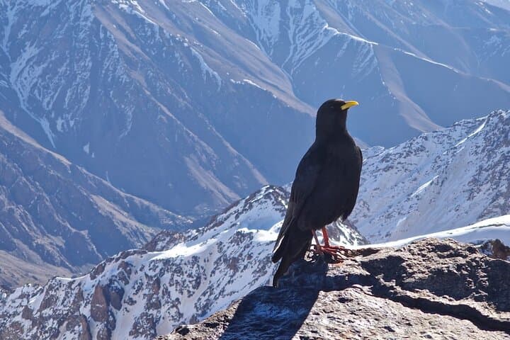 Summit Mount Toubkal: 2-Day Trek from Marrakesh to North Africa’s Highest Peak photo 6