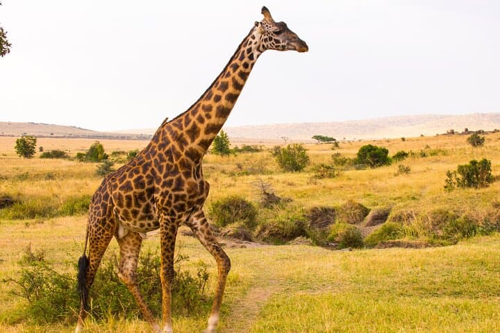 4-Day Private Luxury Safari: Lake Nakuru & Maasai Mara Guide photo 5