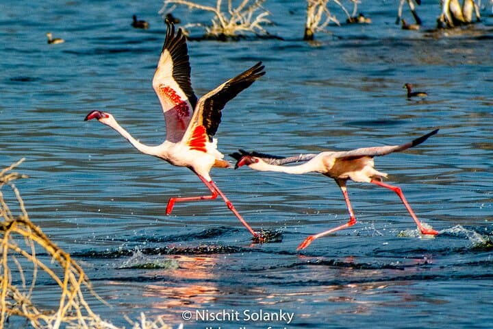 4-Day Private Luxury Safari: Lake Nakuru & Maasai Mara Guide photo 6