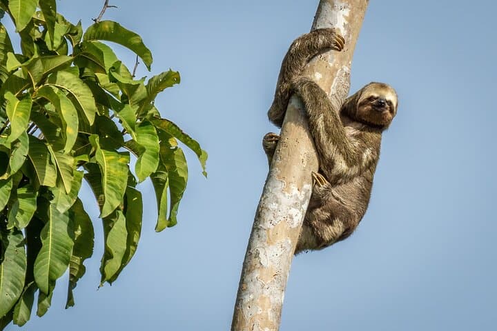 Taste of the Amazon: 3-Day Tapiri Floating Lodge Jungle Experience from Manaus