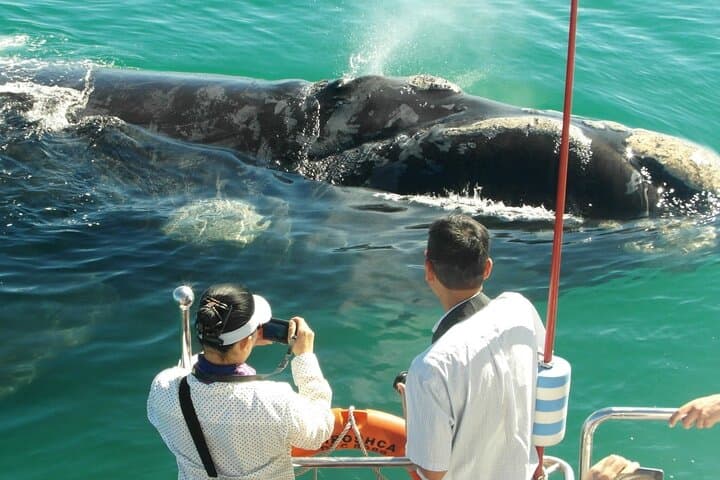 Whales & Giants: Mirissa Whale Watch and Udawalawe Elephant Safari photo 4