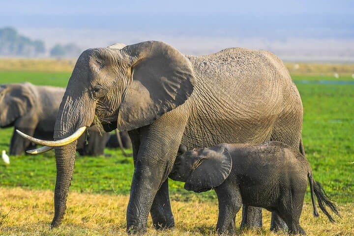 Private Luxury 3-Day Safari in Amboseli National Park: Elephants & Kilimanjaro Views photo 1