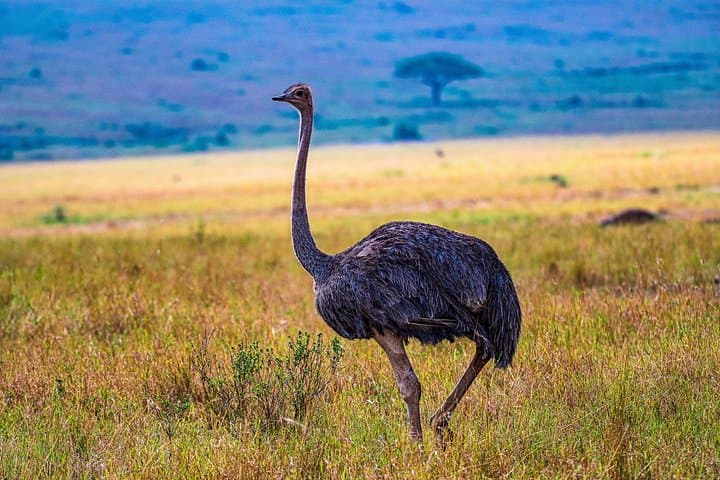 Private Luxury 3-Day Safari in Amboseli National Park: Elephants & Kilimanjaro Views photo 2