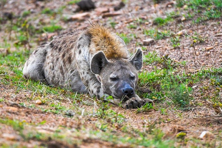 Private Luxury 3-Day Safari in Amboseli National Park: Elephants & Kilimanjaro Views photo 4