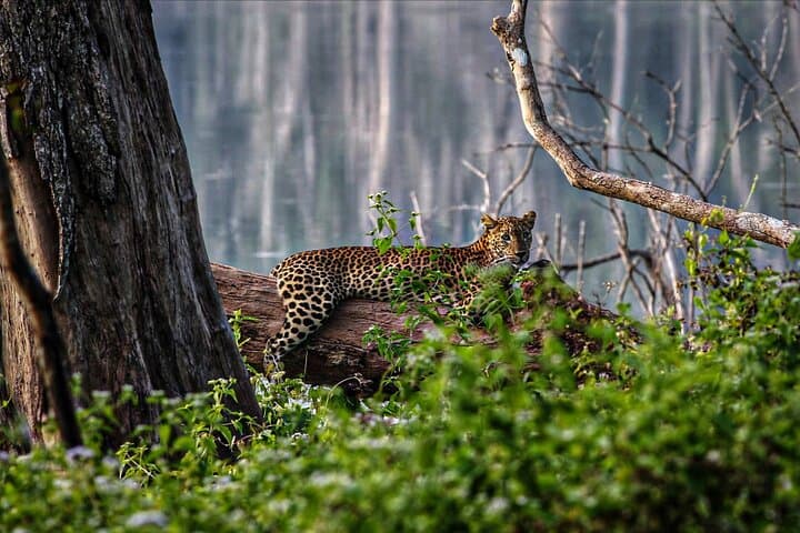 2-Day Minneriya & Wilpattu Safari from Colombo — Elephant Herds and Leopards photo 3