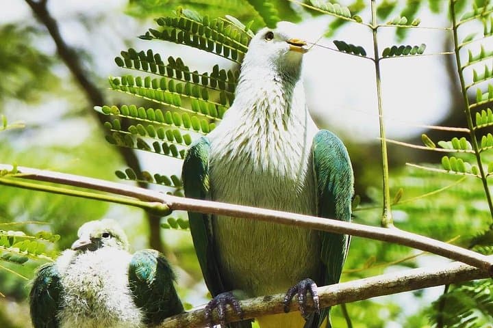 Half-Day Guided Hike to Col des 3 Cocotiers — Opunohu Valley, Moorea photo 4