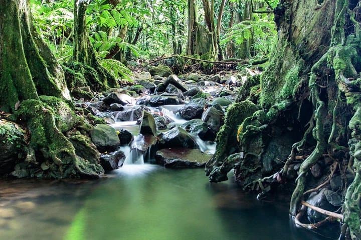 Half-Day Guided Hike to Col des 3 Cocotiers — Opunohu Valley, Moorea photo 5