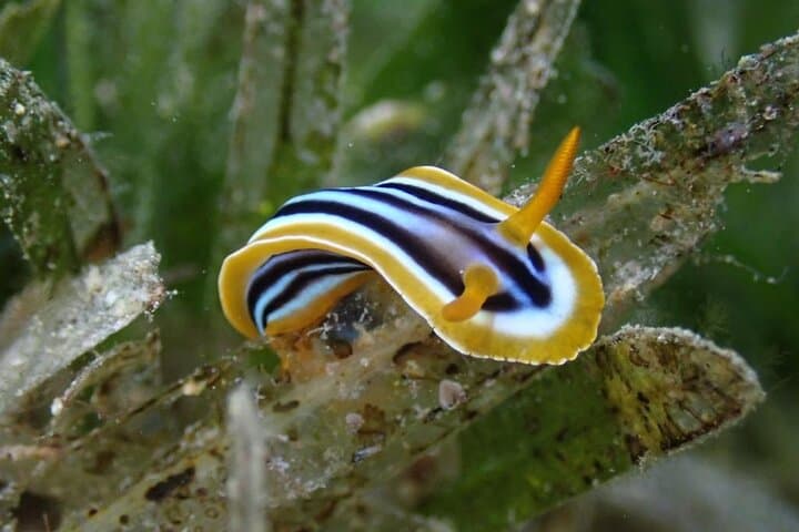 Red Sea Snorkel: Aqaba Beach Snorkeling Trip with Hotel Pickup photo 5