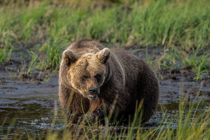 Bear and Arctic Animals 2-Day Wilderness Trip from Rovaniemi photo 2