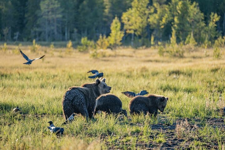 Bear and Arctic Animals 2-Day Wilderness Trip from Rovaniemi photo 5