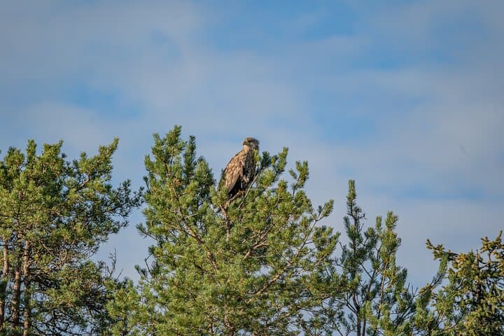 Bear and Arctic Animals 2-Day Wilderness Trip from Rovaniemi photo 4