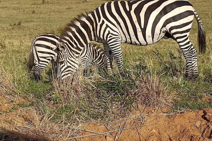 Private 6-Day Safari: Amboseli, Lake Nakuru & Masai Mara Highlights photo 2