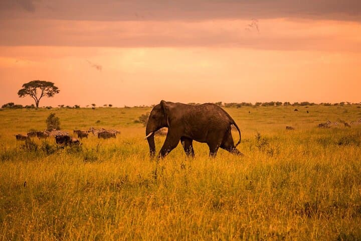 Tarangire Day Safari from Arusha — Budget Wildlife Drive & Elephant Herds