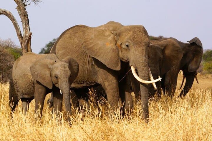 Tarangire Day Safari from Arusha — Budget Wildlife Drive & Elephant Herds photo 2