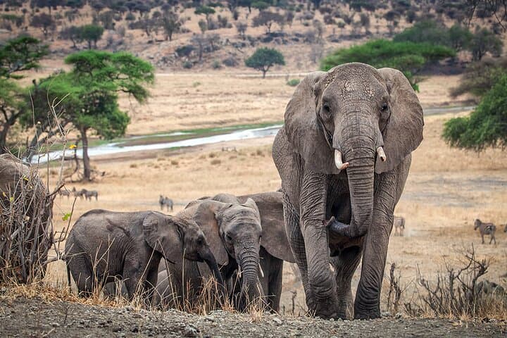 Tarangire Day Safari from Arusha — Budget Wildlife Drive & Elephant Herds photo 3