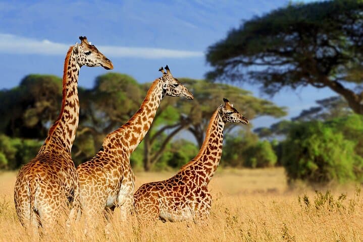 Tarangire Day Safari from Arusha — Budget Wildlife Drive & Elephant Herds photo 6