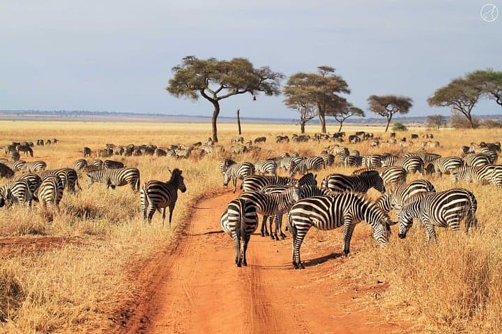 Budget 3-Day Safari from Arusha: Tarangire, Ngorongoro & Lake Manyara photo 1