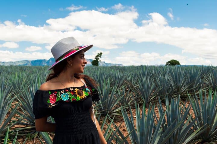 Full-Day Tequila & Amatitán Discovery: Distilleries, Agave Fields & Cantaritos